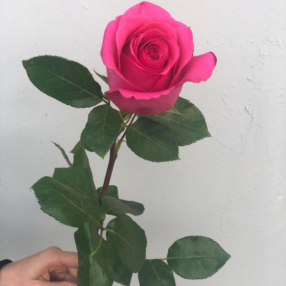 Роза розовая, Эквадор, 60см